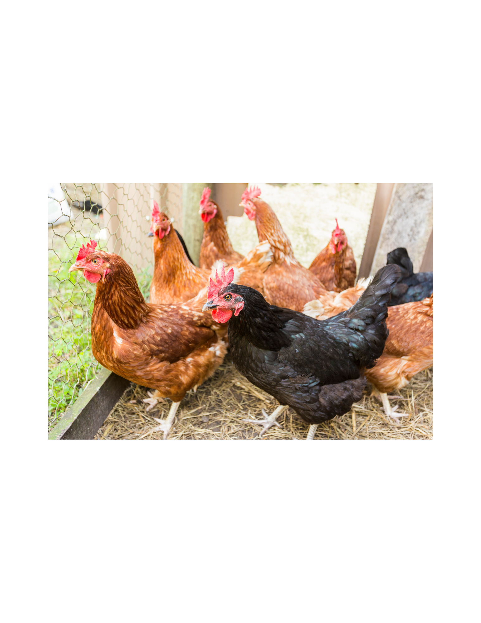 backyard-chickens-kenton-county-extension-office